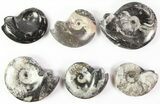 Lot: - Polished Goniatite Fossils - Pieces #77273-3